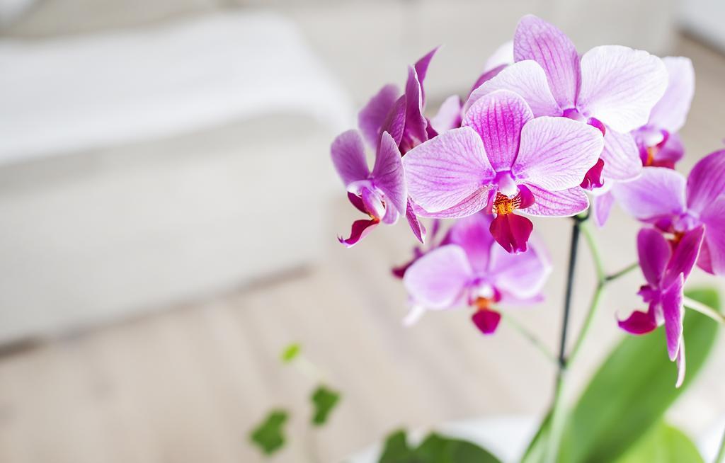 Home Of Health And Beauty Palanga Ruang foto